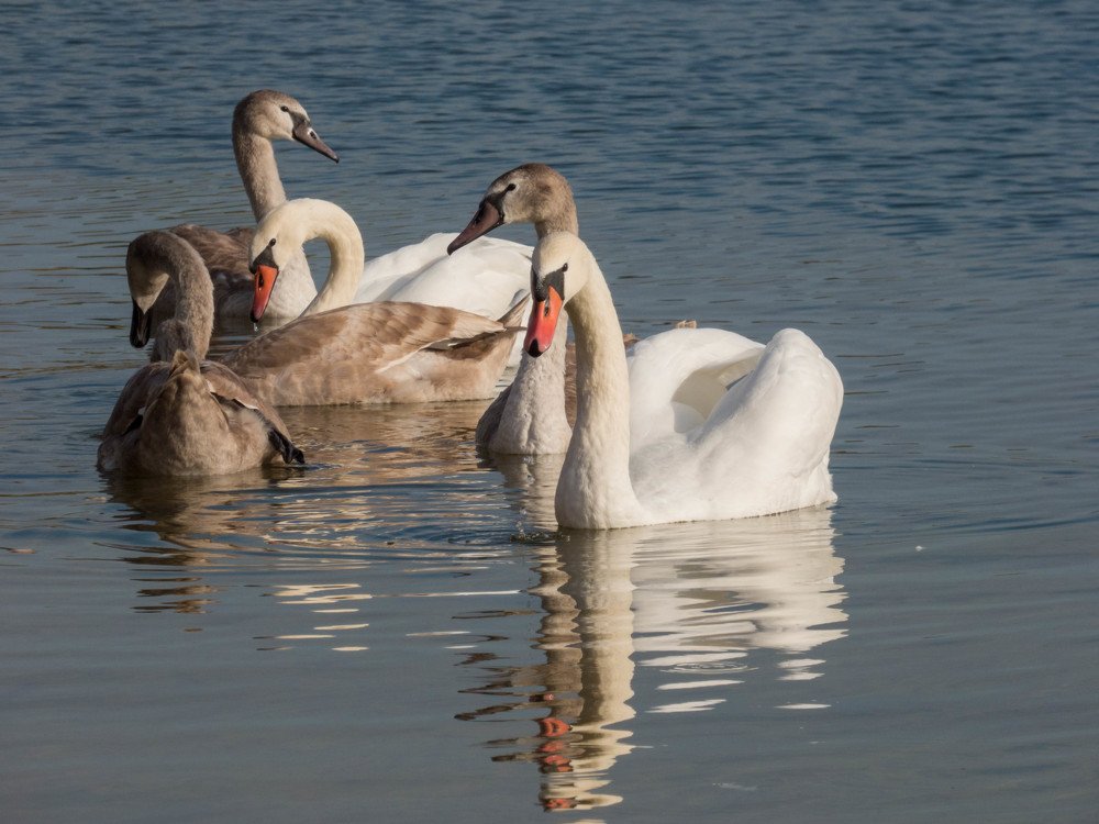 Семейный портрет