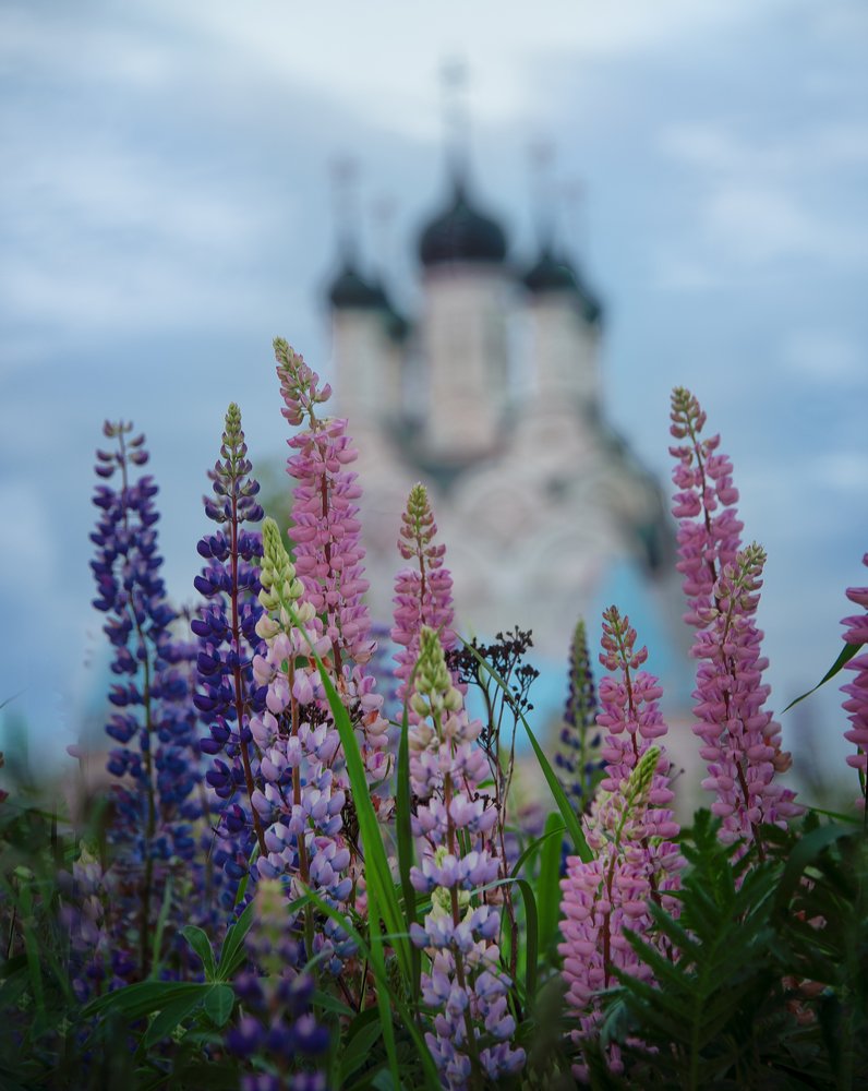 Photograph by Svetlana Voznesenskaya