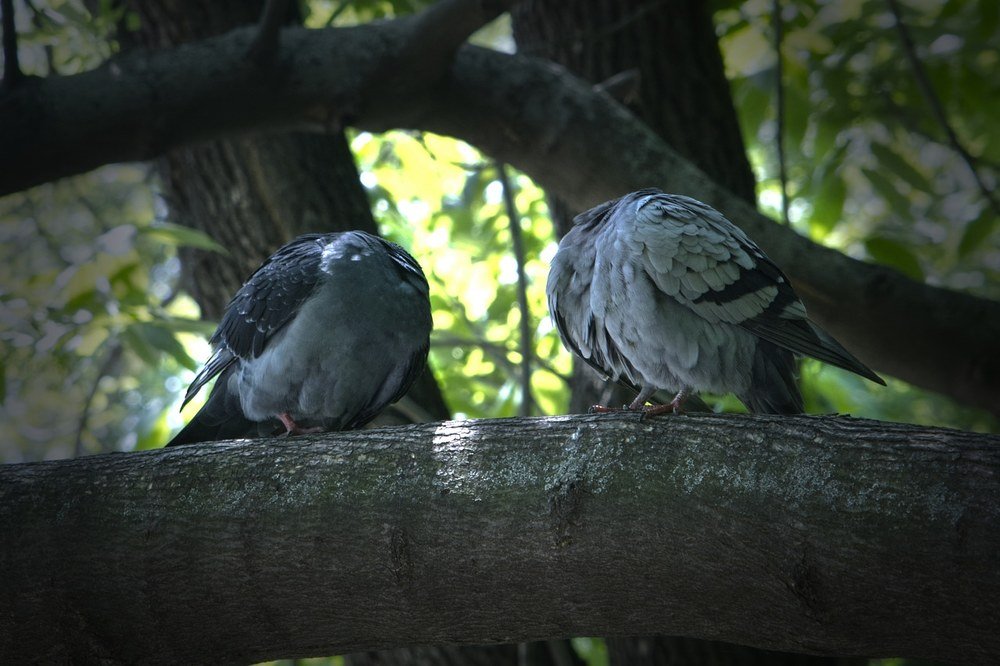 Самоизоляция по голубиному.