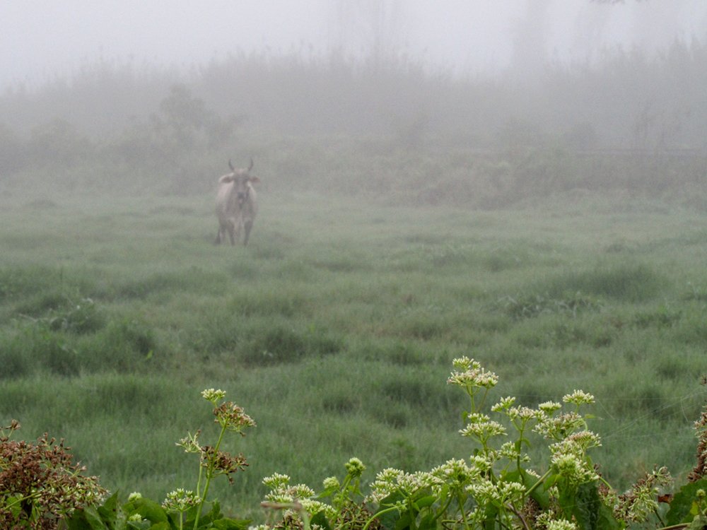 A cow in the fog