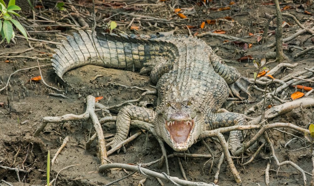 Wild Mouth
