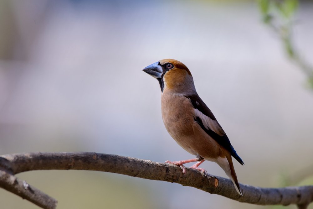 Его величество