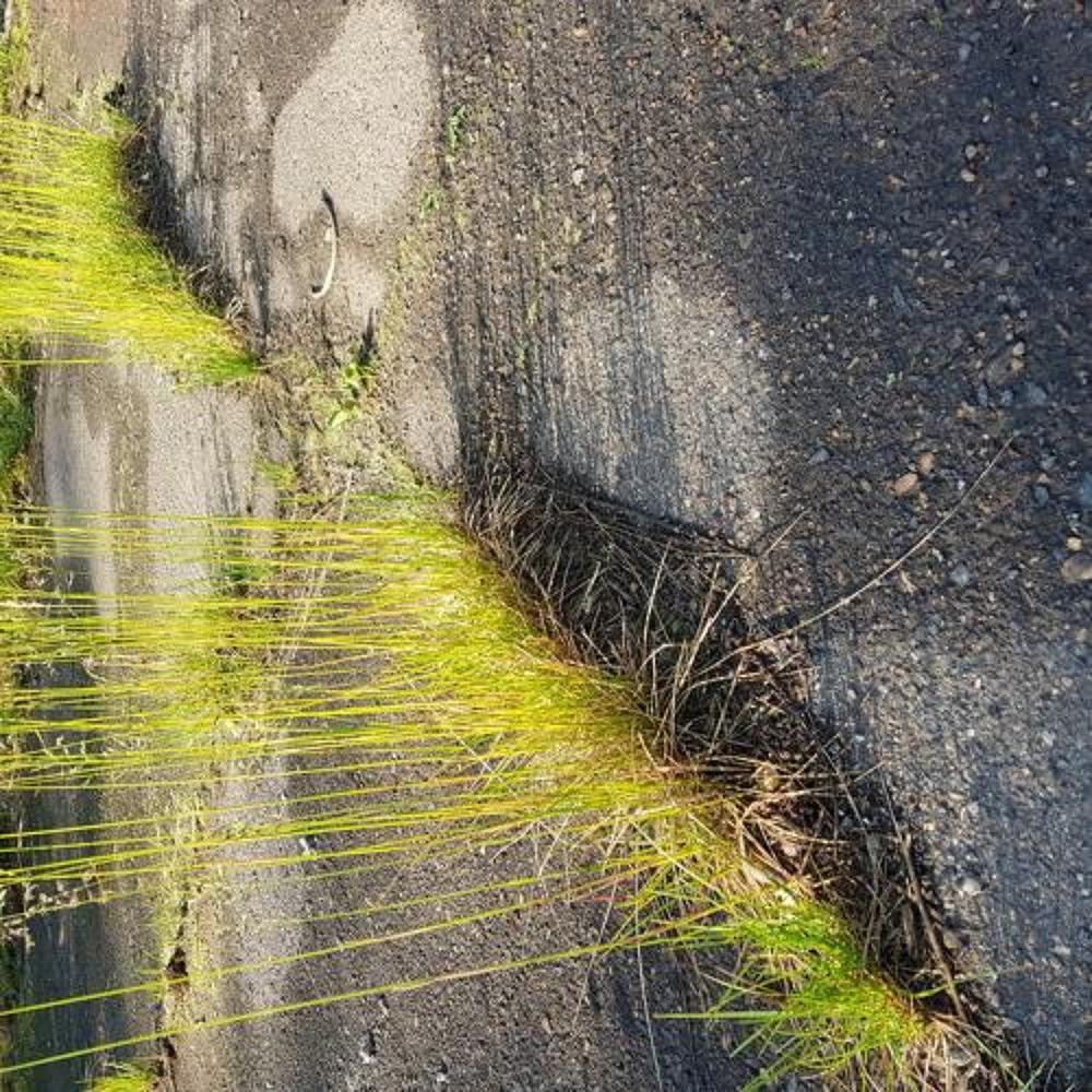 Через асфальт к солнцу.