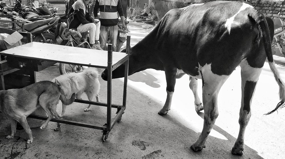 Photograph by Shekhar Kumar