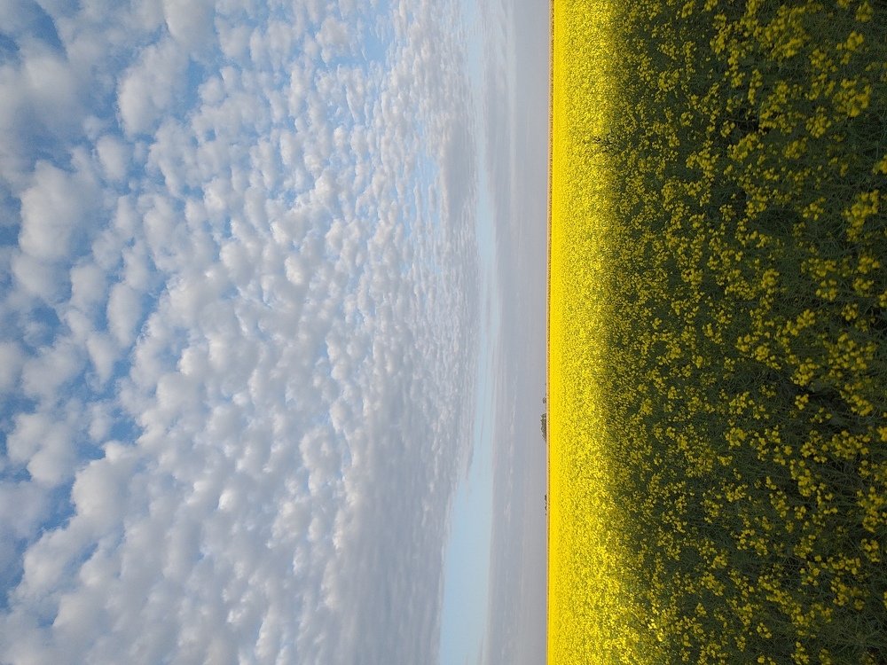 Canola Plantation