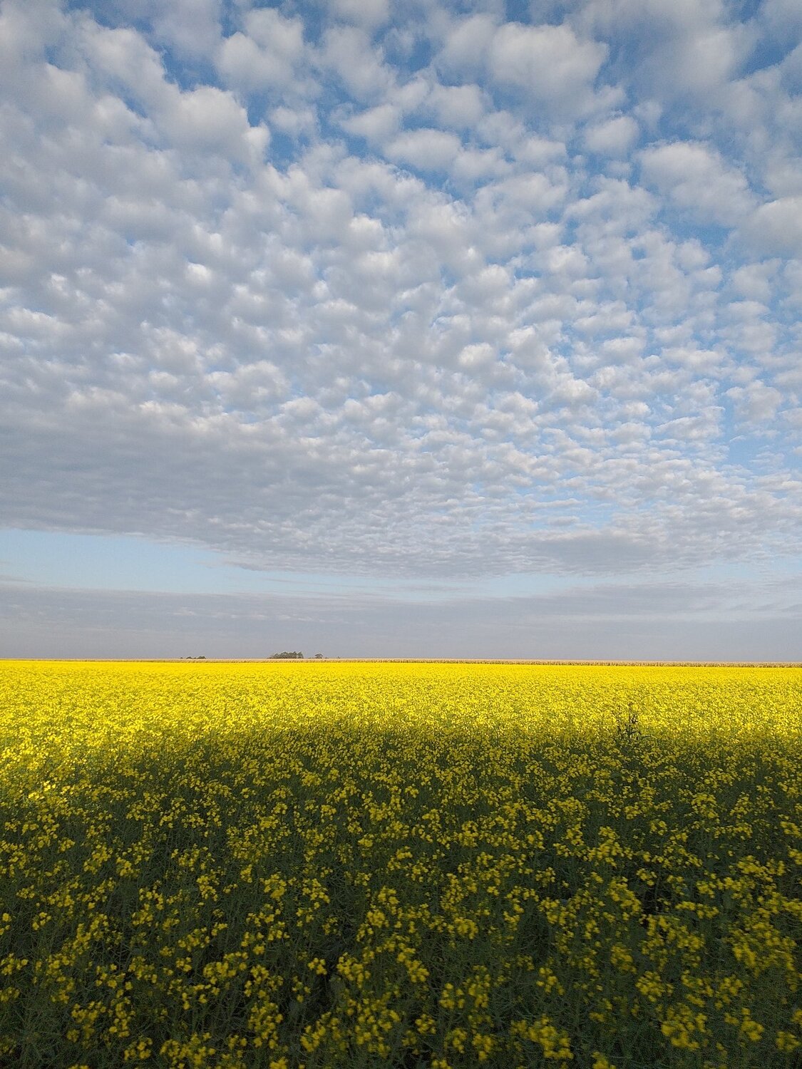 Canola Plantation