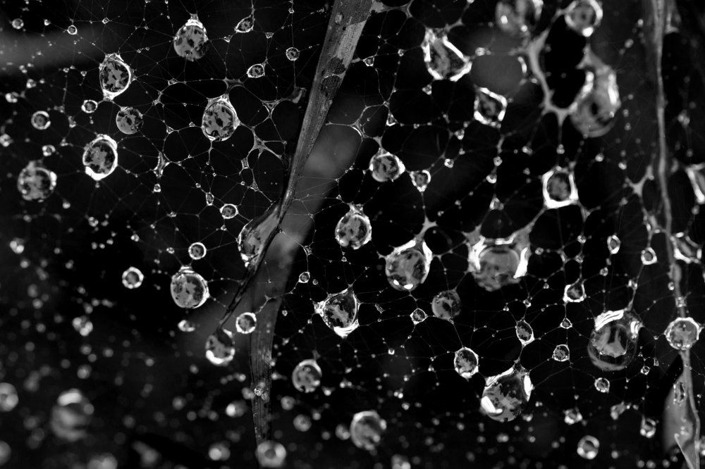 Rain drops