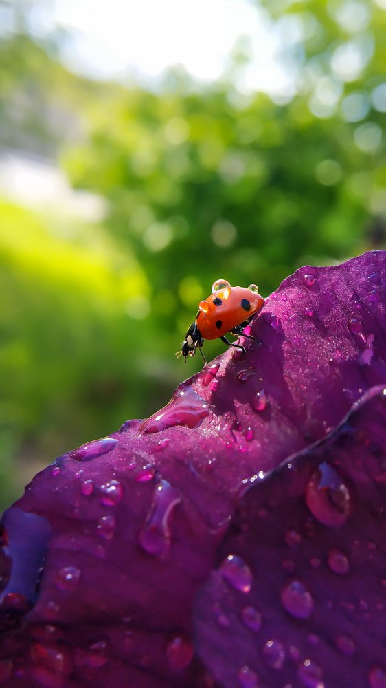 Photograph by Виктория Сапельникова