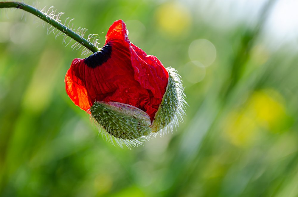 Рождение мака