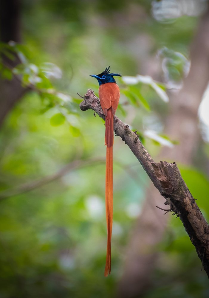 Indian paradise flycatcher