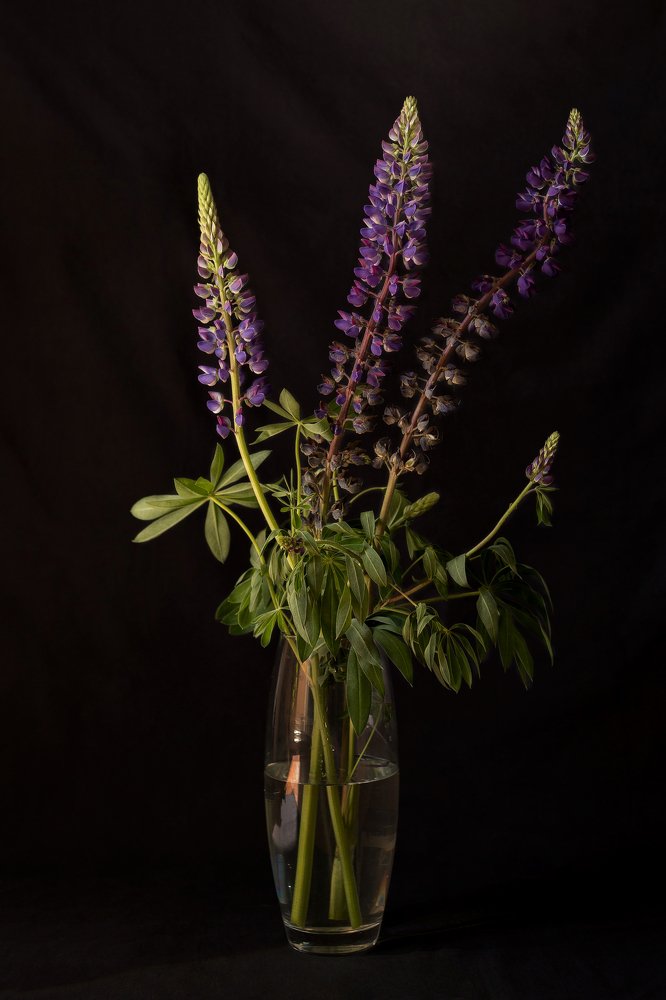 Фотография автора Елена Ельшина