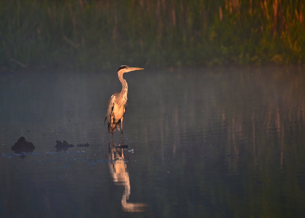 Серая цапля на восходе