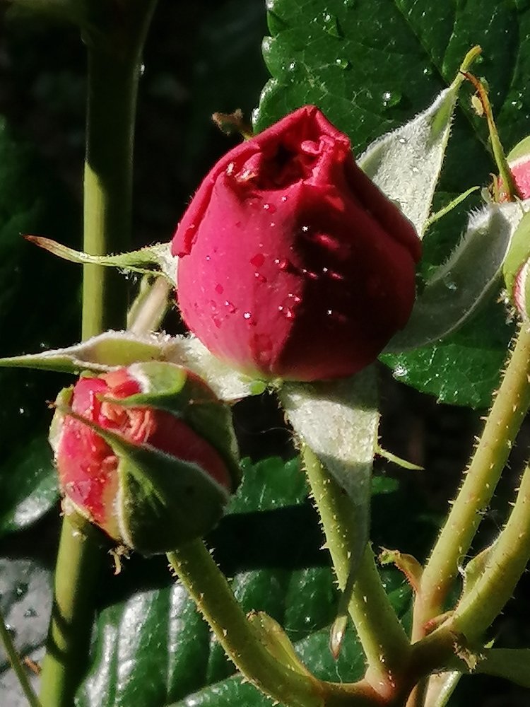 Дыхание жизни