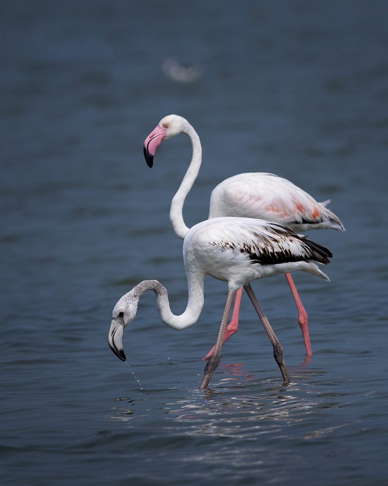 Photograph by Kumara Senanayake