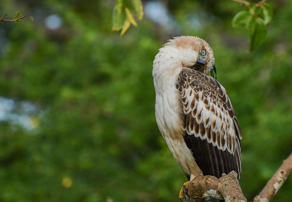 Photograph by chandima roshan