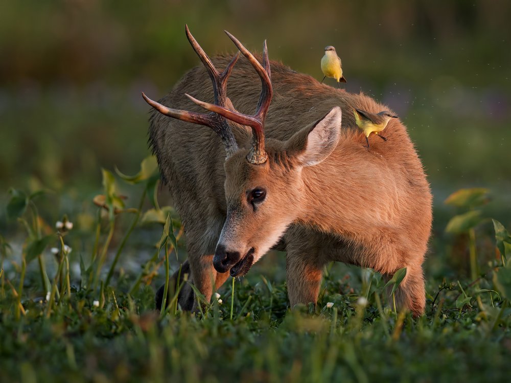 Photograph by Esteban Argerich