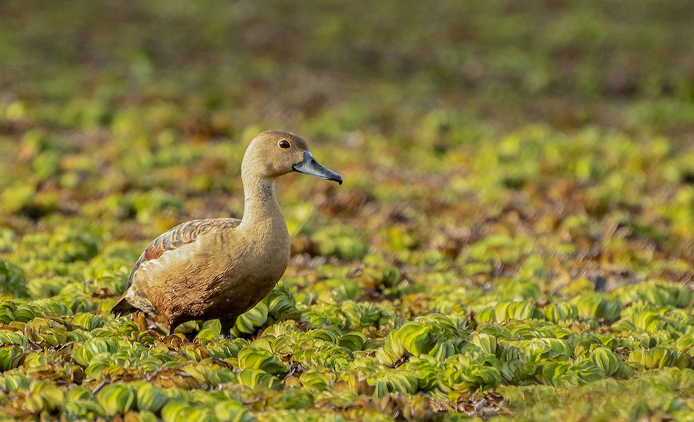 Photograph by chandima roshan