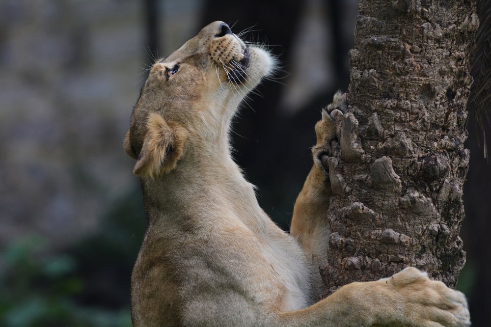 Photograph by Srinivas Kotagauni