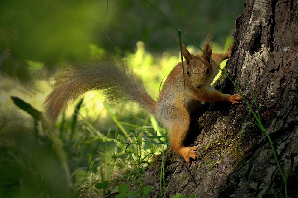 Photograph by Игорь Овсиенко