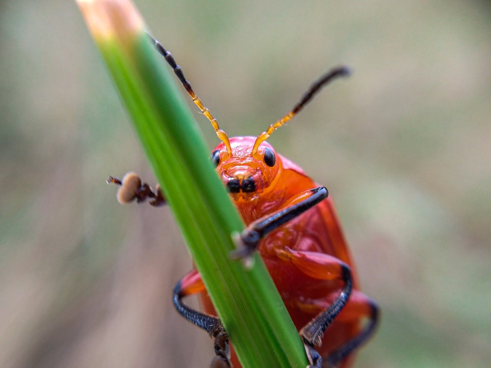 Bug macro.