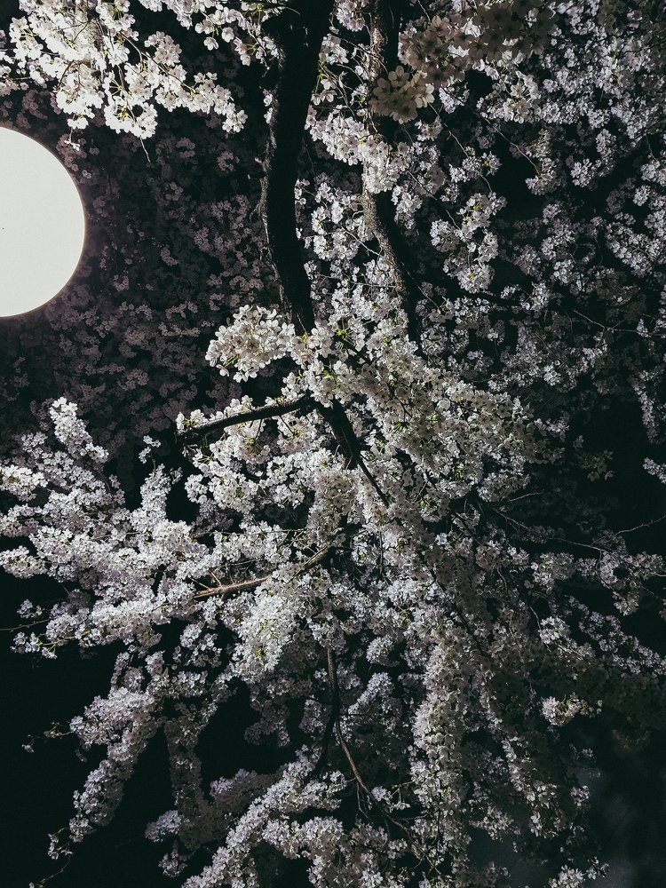 Photograph by Ангелина Цай