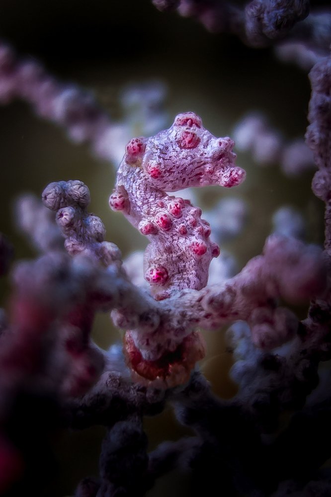 Photograph by Roland Andika Setiawan