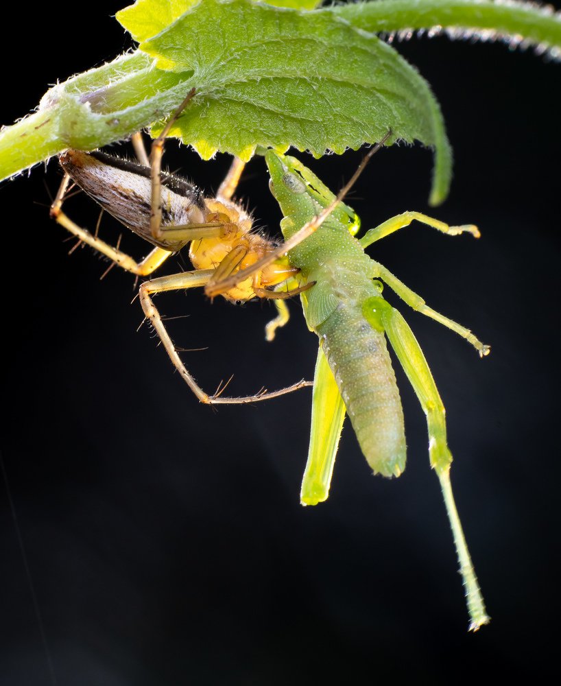 Photograph by Ghosh Gouranga