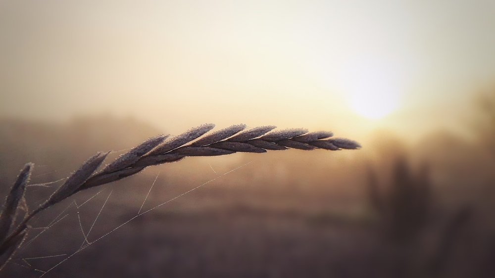 Photograph by Кристина Шляхова