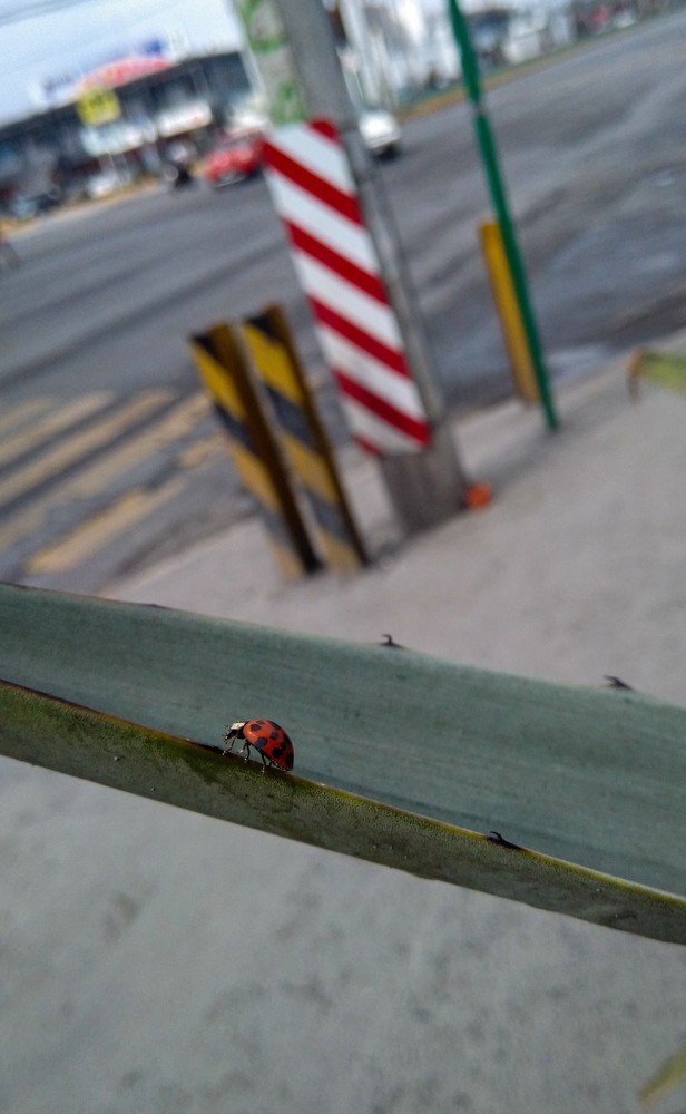 lucky ladybugs.