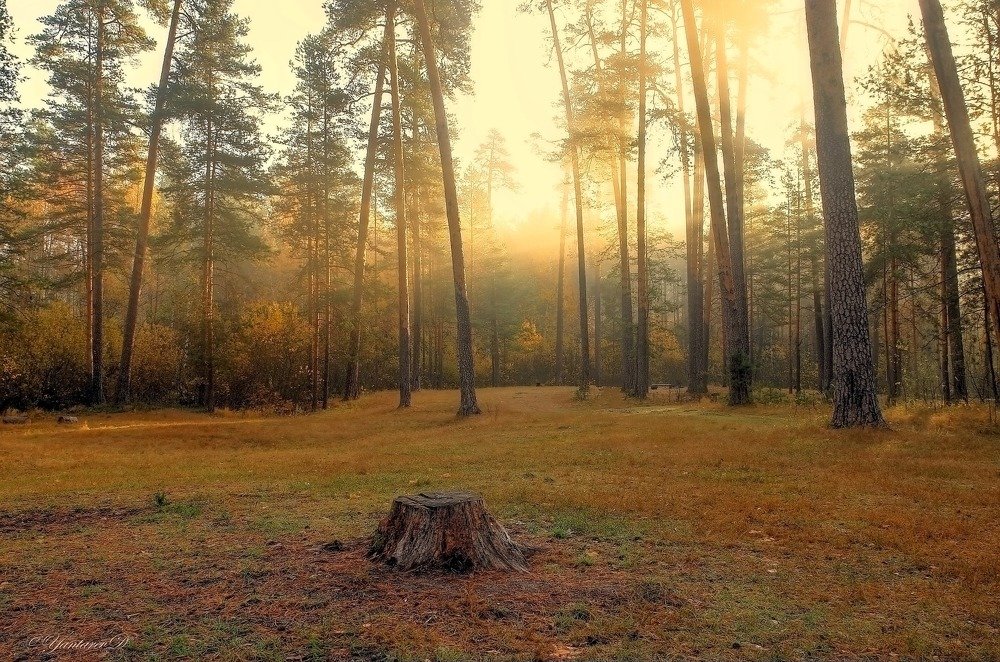 Photograph by Дмитрий Янтарев