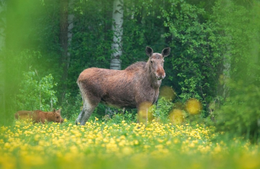 Про Мадлен.