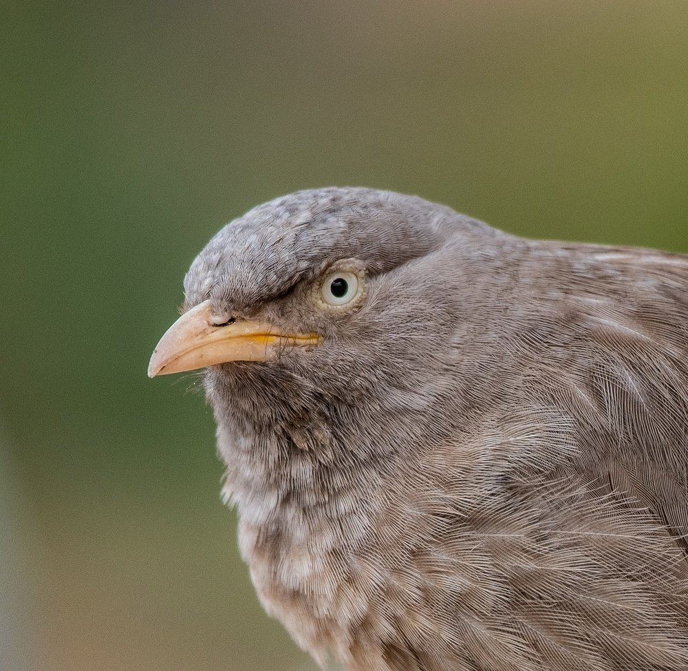 Photograph by Shashank Adlakha