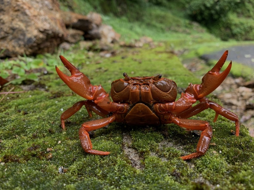 Crab