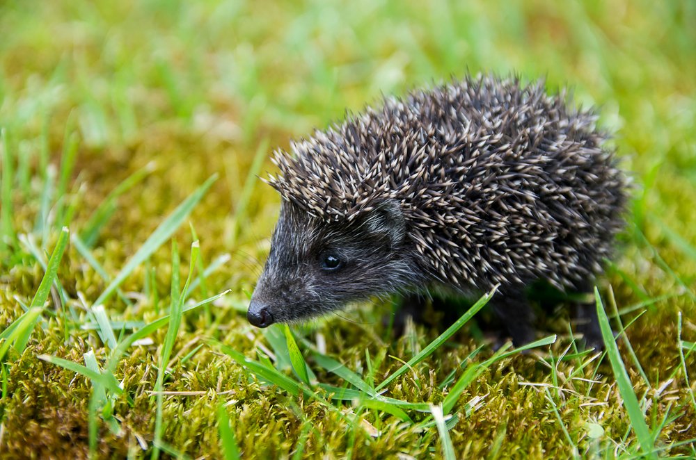 Photograph by Роман Приходько