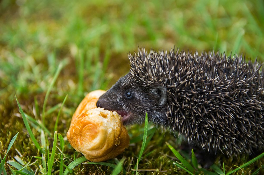 Photograph by Роман Приходько