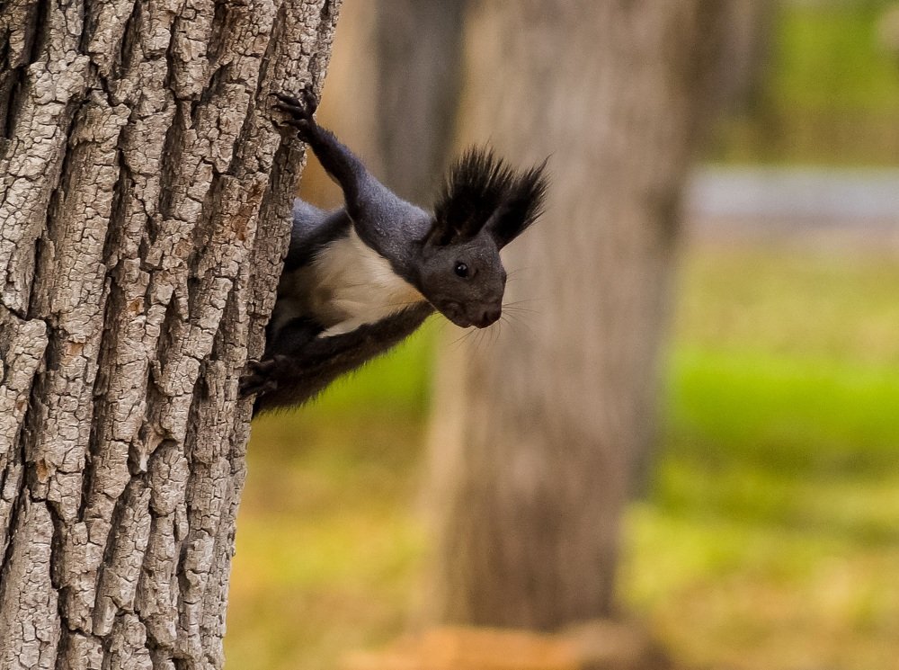 Приморская белочка