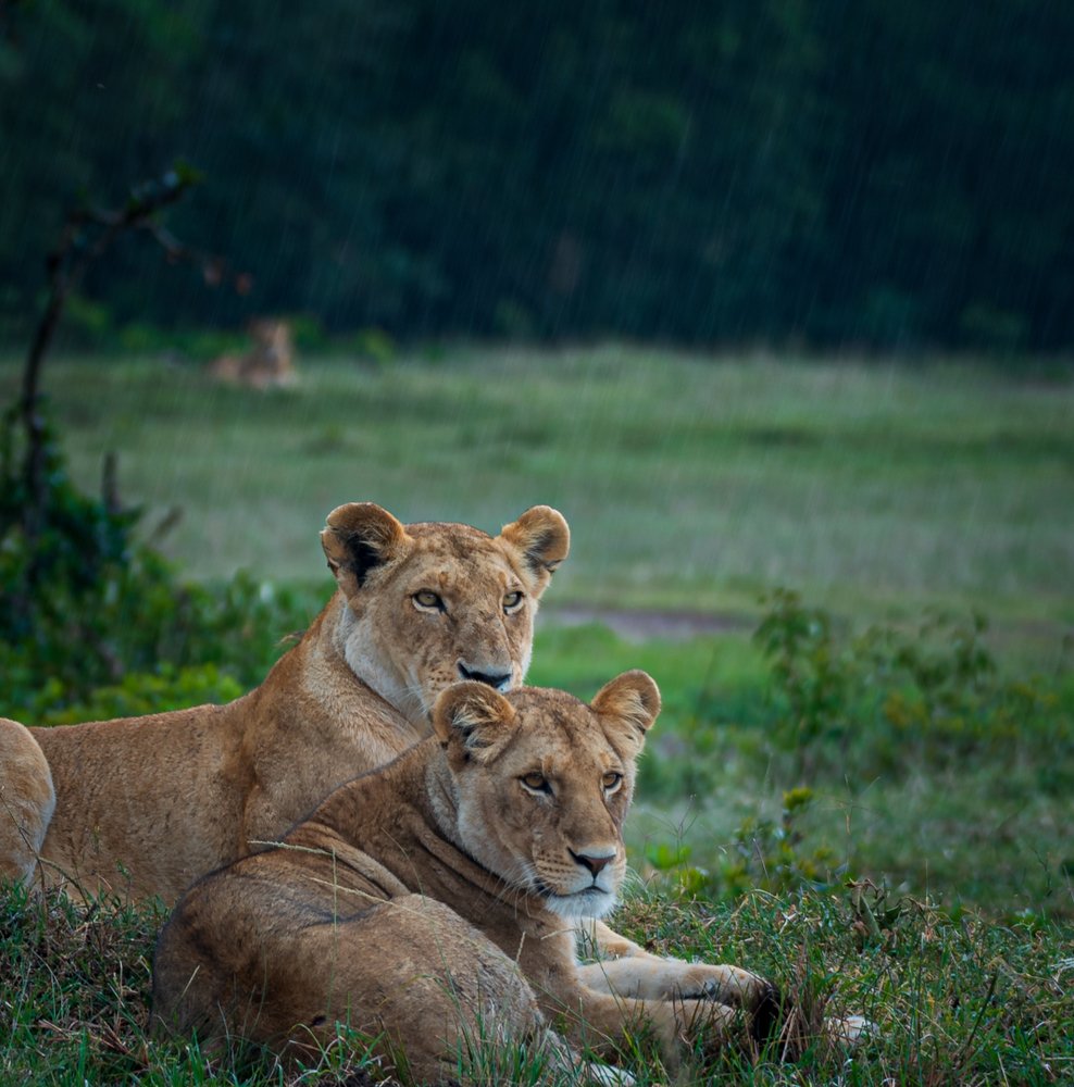 Фотография автора Ravikumar Kannaiyan