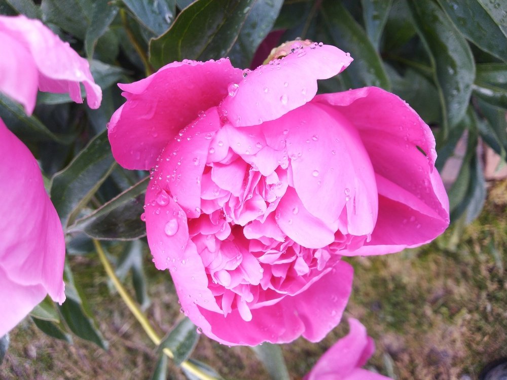 После дождя. Цветок умылся)