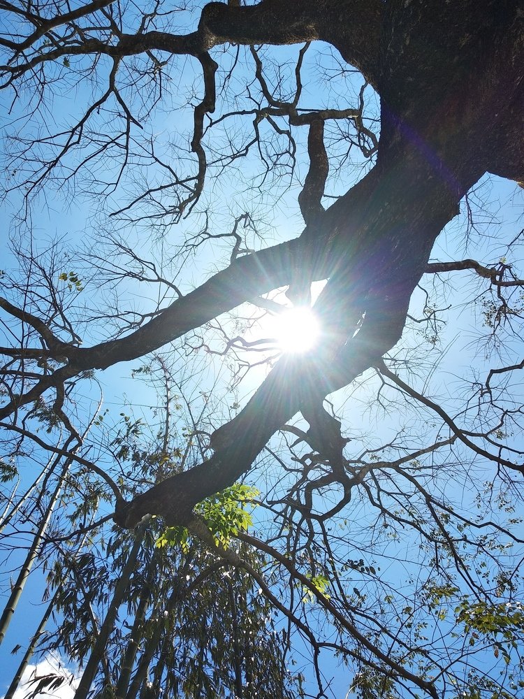 The Sneaking Sunlight