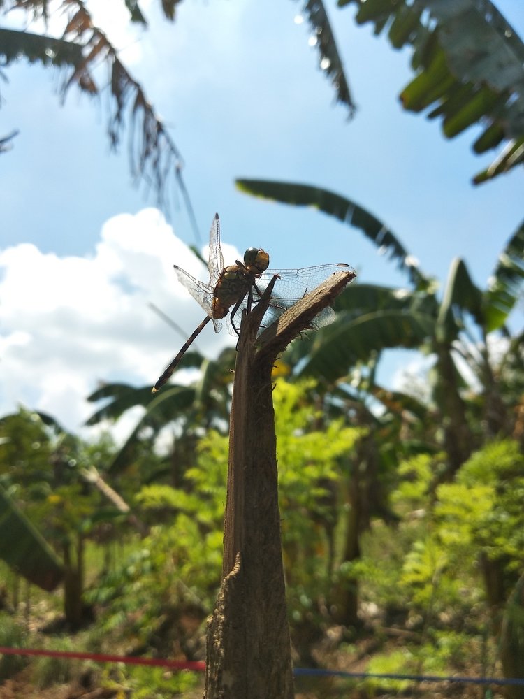 A Dragonfly's Pose