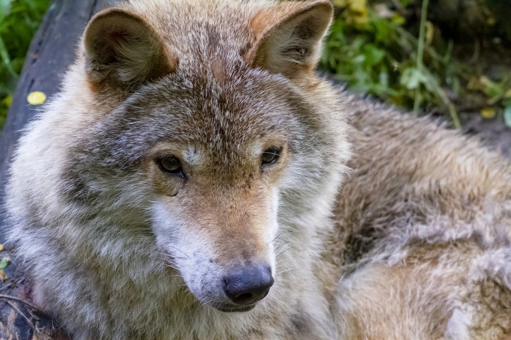 Photograph by Богдан Бигун