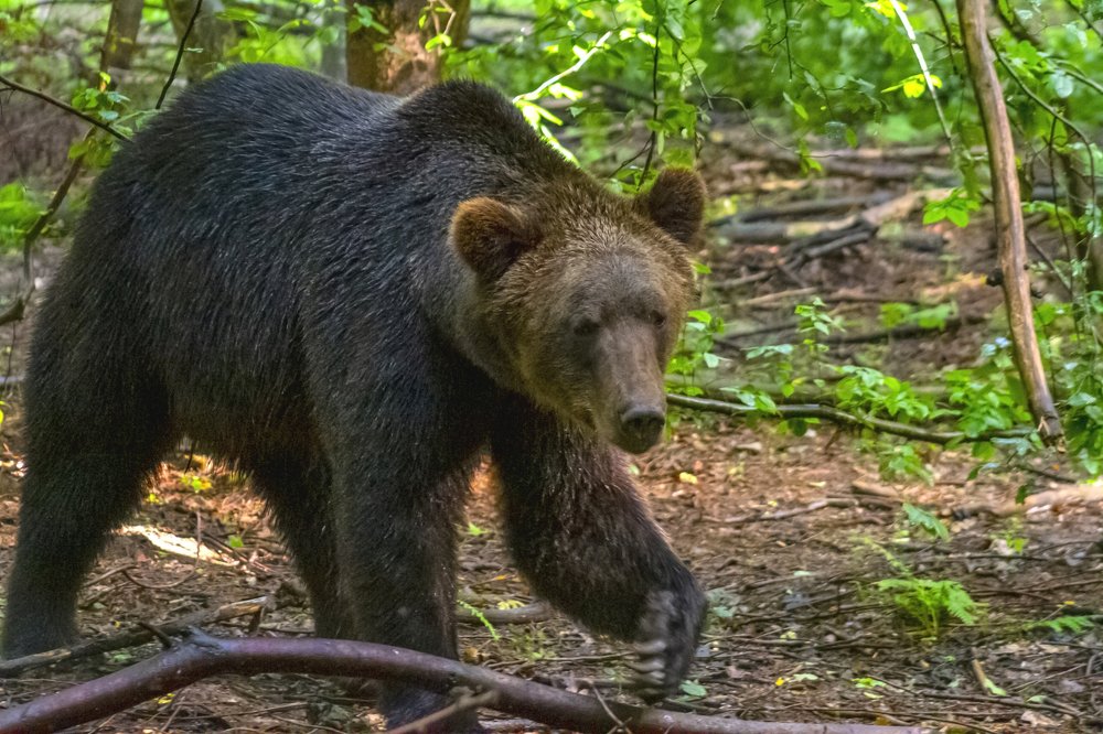 Photograph by Богдан Бигун