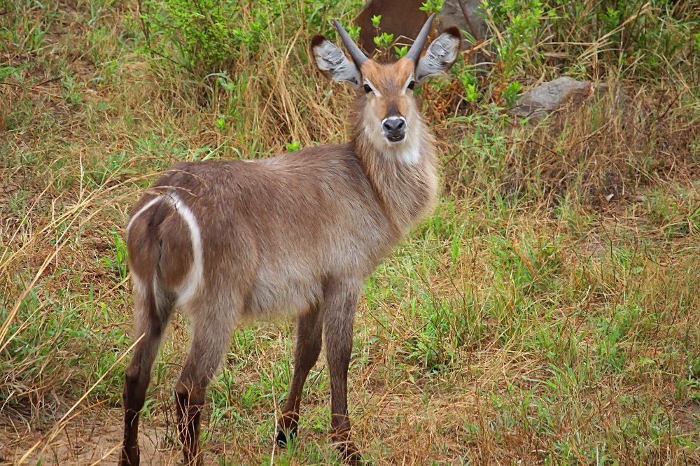 От козла слышу!