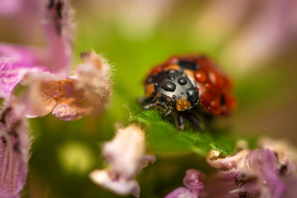 Photograph by Назим Оруджов