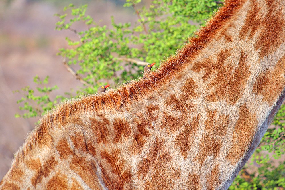 Жираф-такси