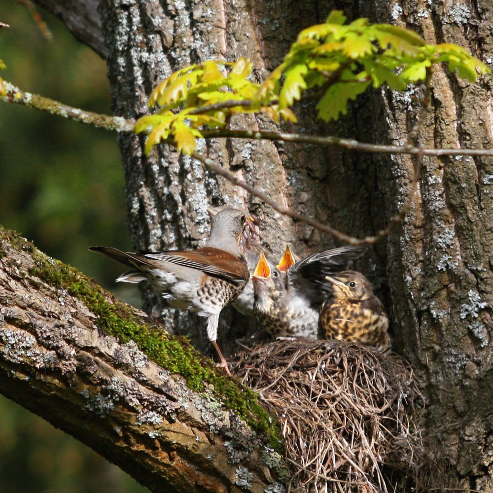 Photograph by Ольга Корнакова