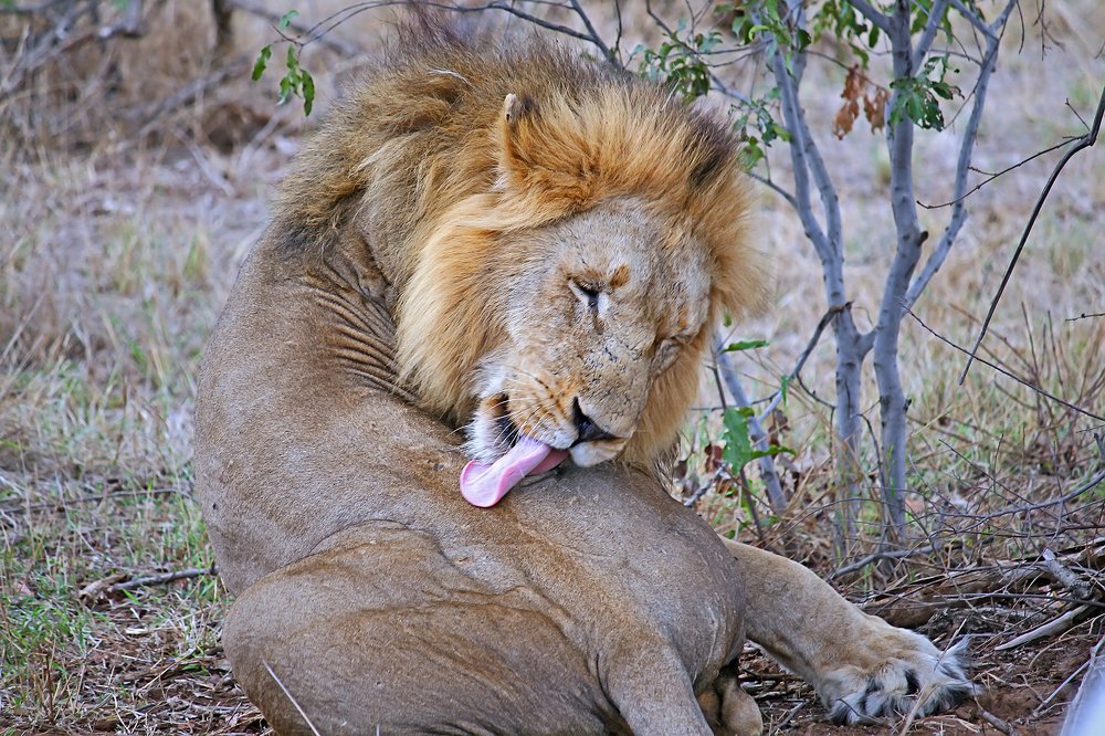 Ох, не царское это дело....