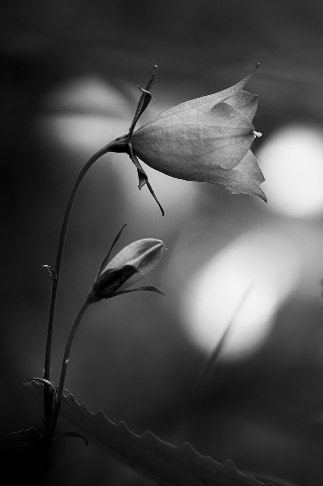 Photograph by Miklós Gál