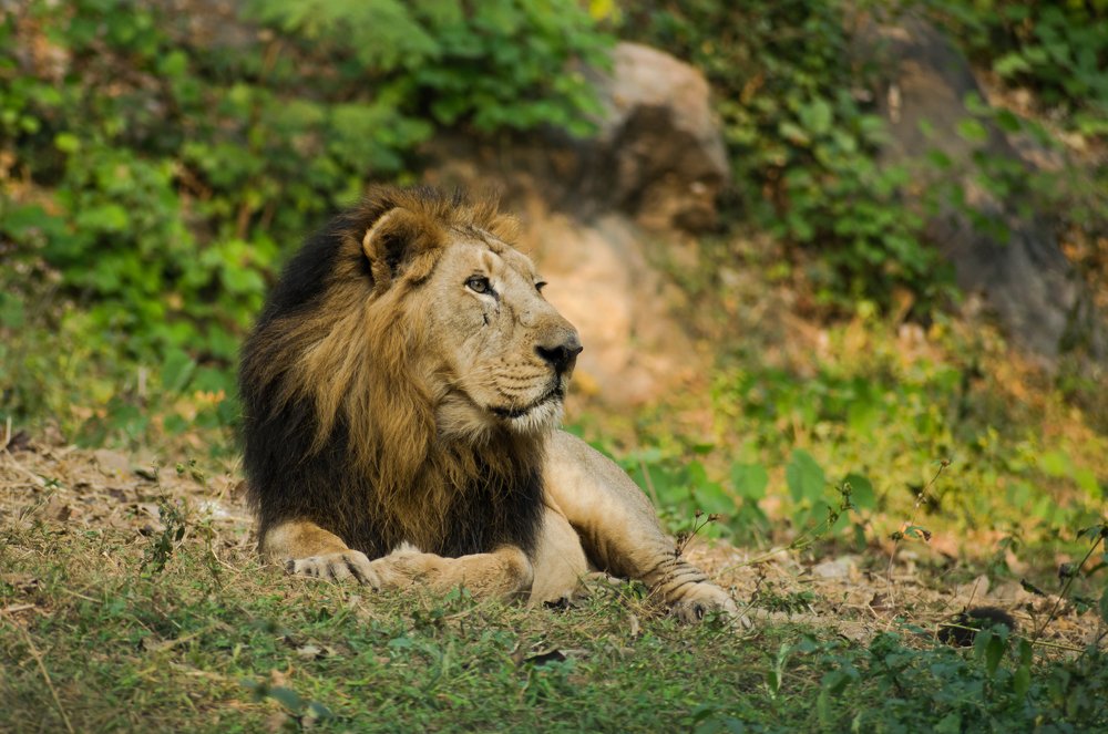 Photograph by Vivek Gogoi