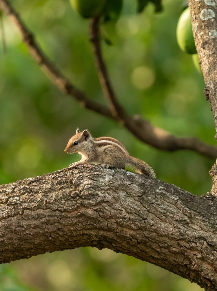 Cute Baby Squirrel